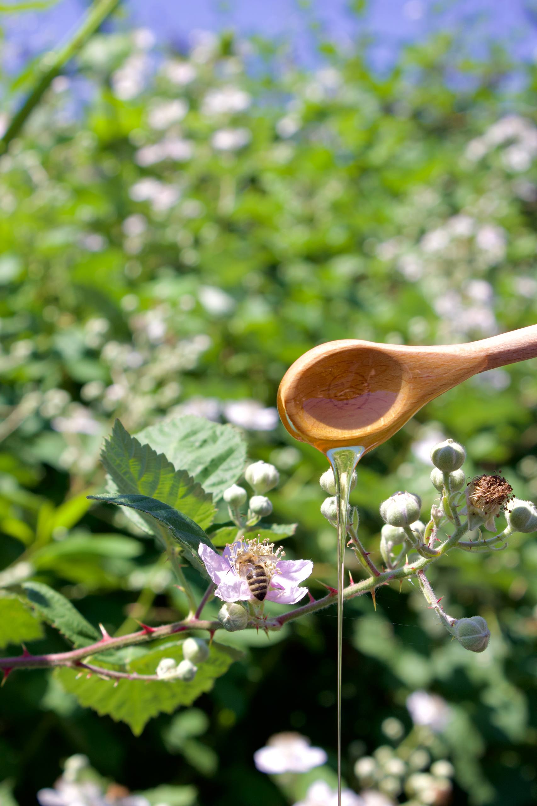 Wooden spoon drizzling raw Oregon blackberry honey onto a blackberry blossom with a bee, in the Willamette Valley field