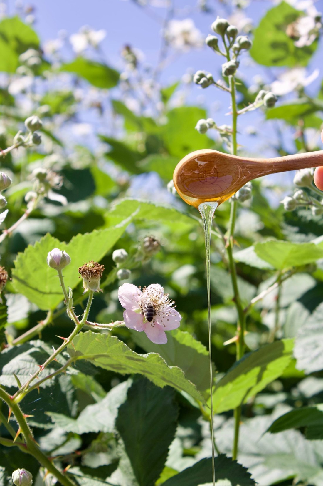 Golden Cascara honey drizzling in a thin stream off a wooden spoon over wild Oregon blossoms