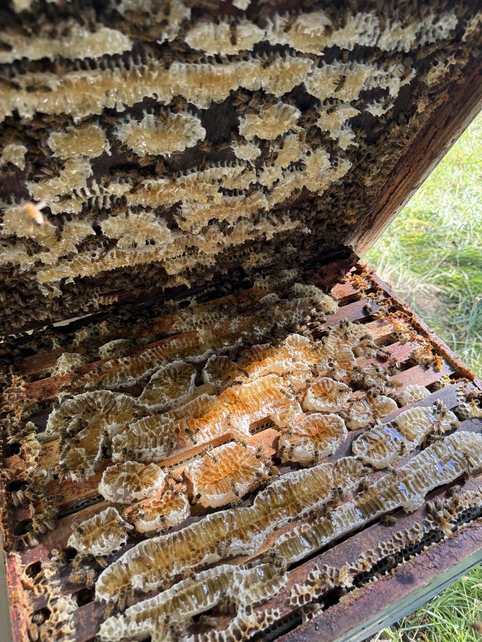 Honeycomb