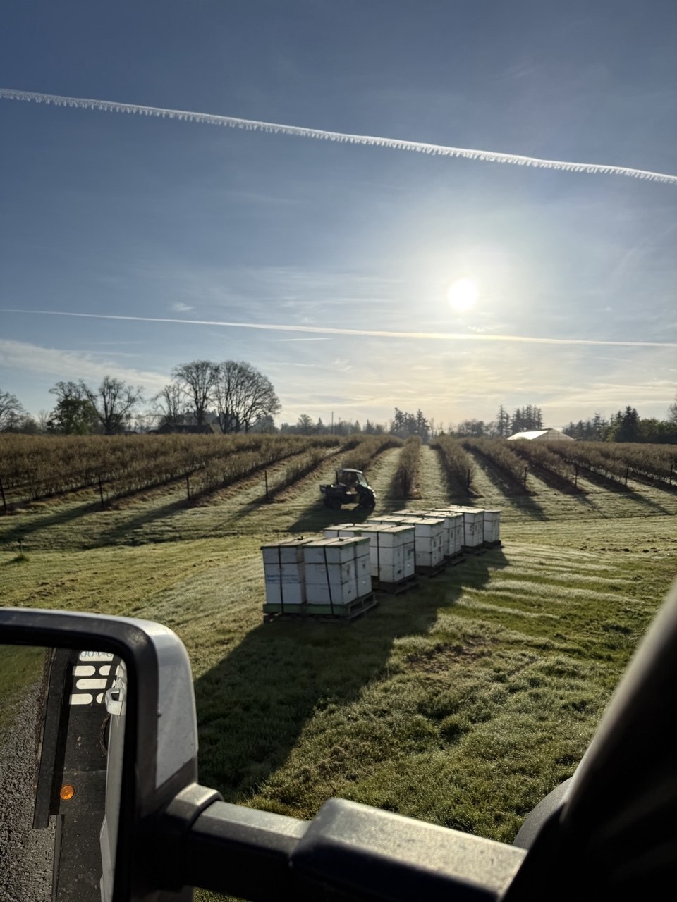 Hives at almond orchard