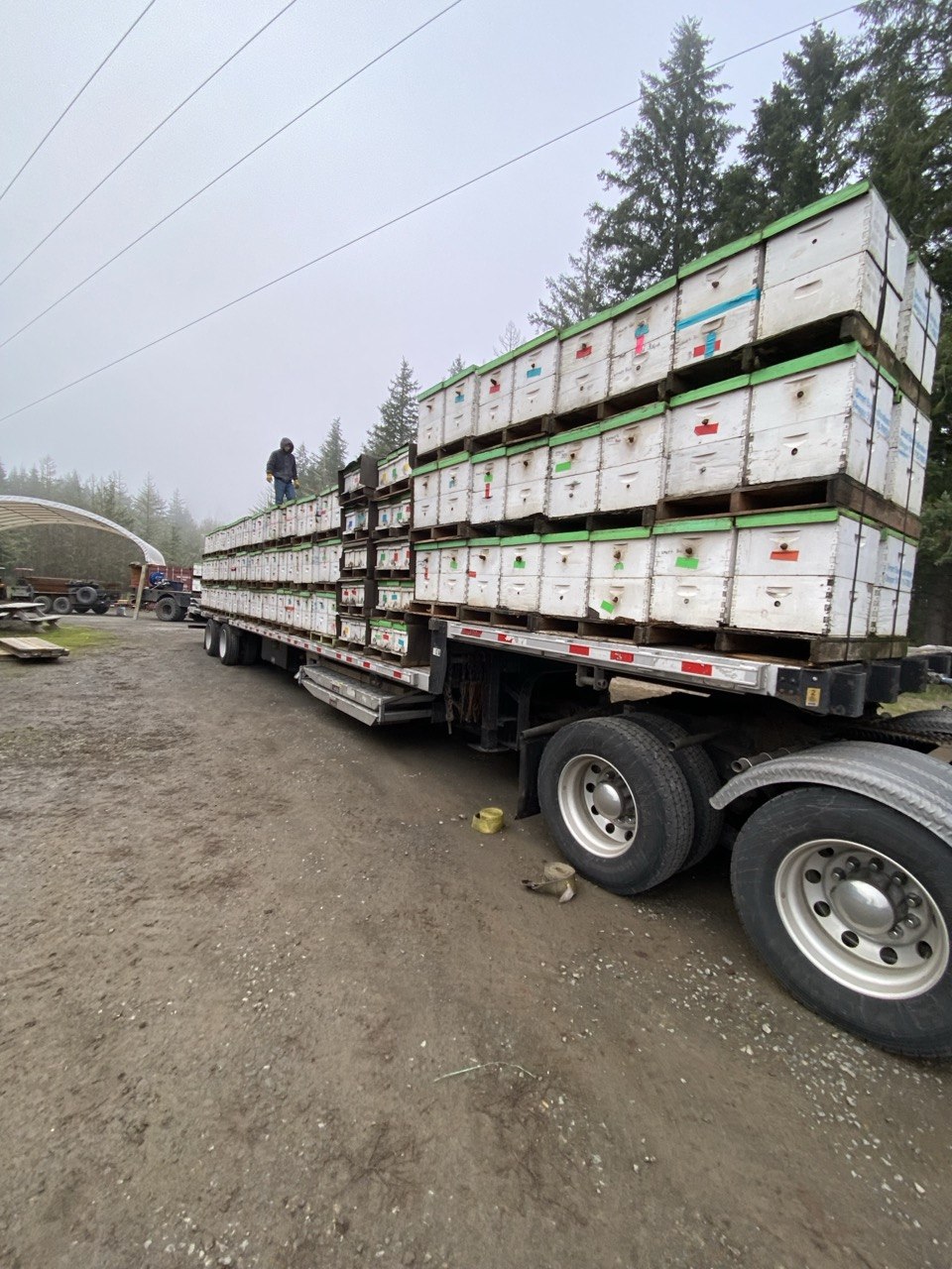 Loaded trailer of hives